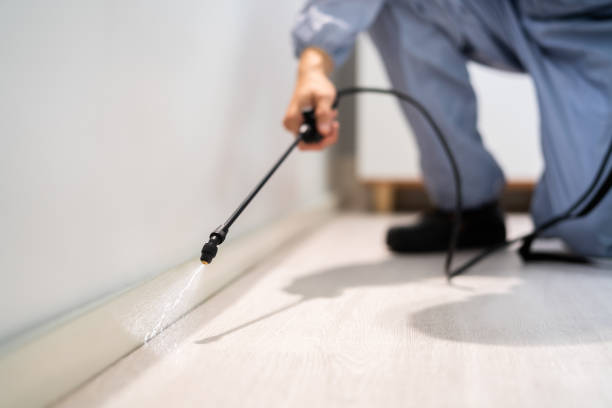 Licensed Wasp Removal service in Fredericksburg, VA - Show Me Pest Control